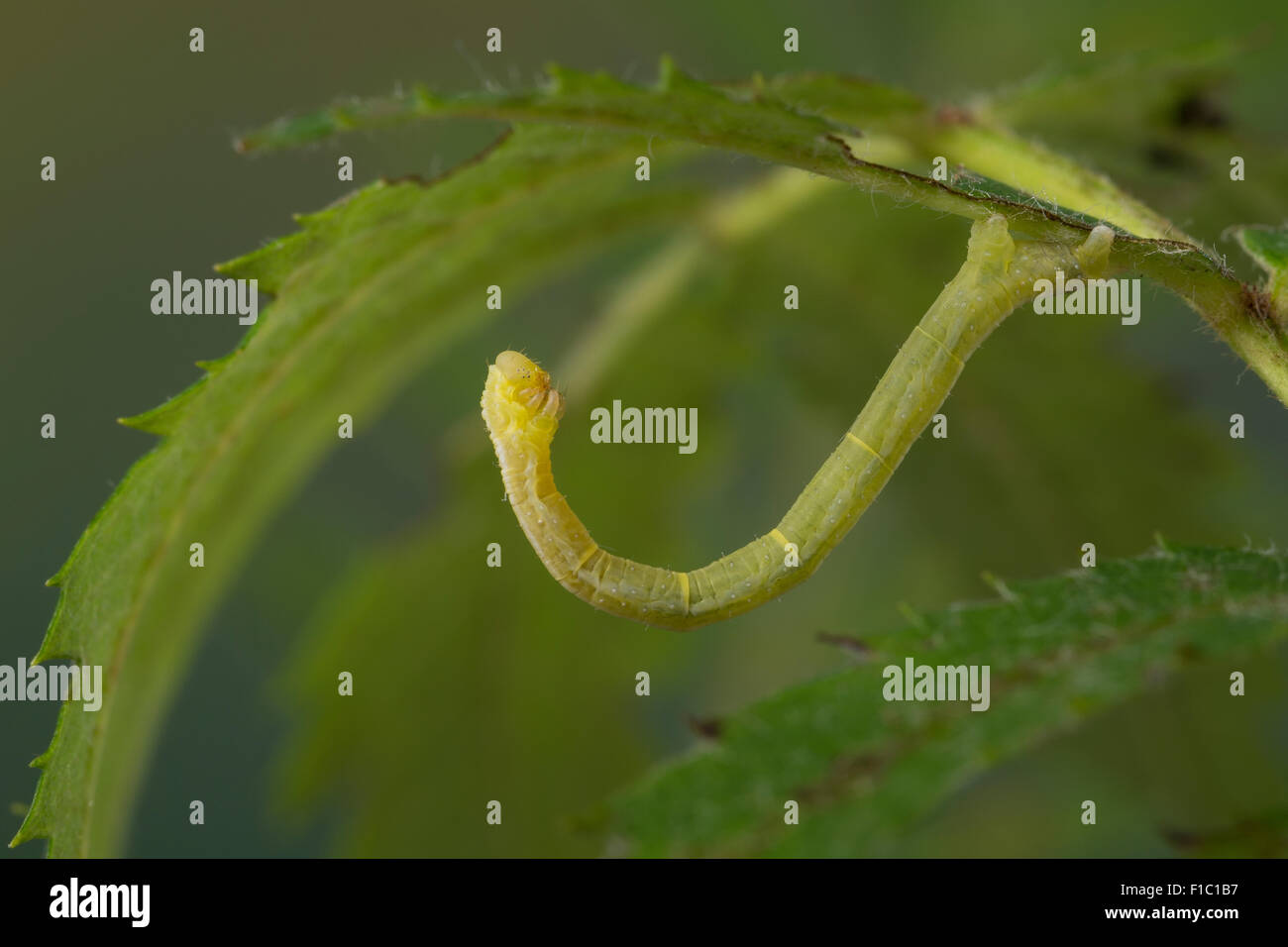 Marmoriert, Teppich, Caterpillar, Mimesis, Möndchenflecken-Bindenspanner, Raupe, Mimese, Dysstroma Truncata, Chloroclysta Truncata Stockfoto