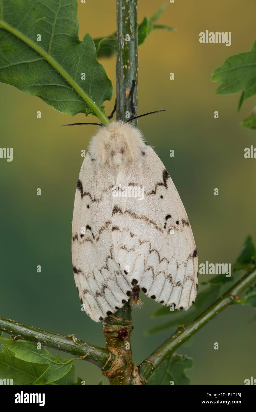 Gipsy Moth, Schwammspinner, Weiblich, Schwammspinner, Schwamm-Spinner, Weibchen, Lymantria dispar, Bombyx disparaten Stockfoto