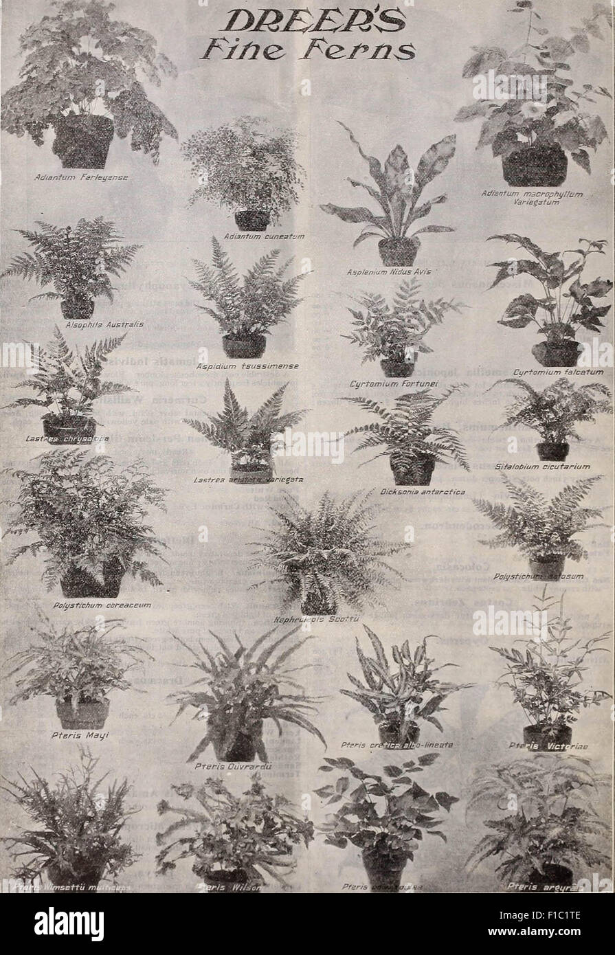 Die Dreer Großhandelspreisliste: Pflanzen Samen für Floristen, Gemüsesamen, Werkzeuge, Dünger, Zubehör, etc. Stockfoto