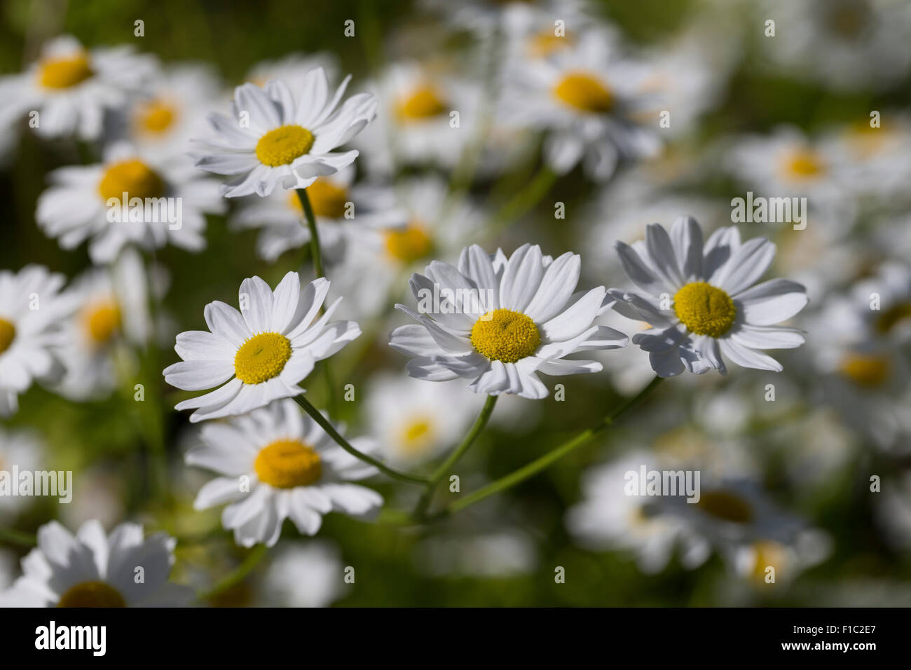 Bachelor Tasten, Featherfew, Mutterkraut, Tanacetum Parthenium, Chrysanthemum Parthenium, Mutterkraut, La Grande Kamille Stockfoto