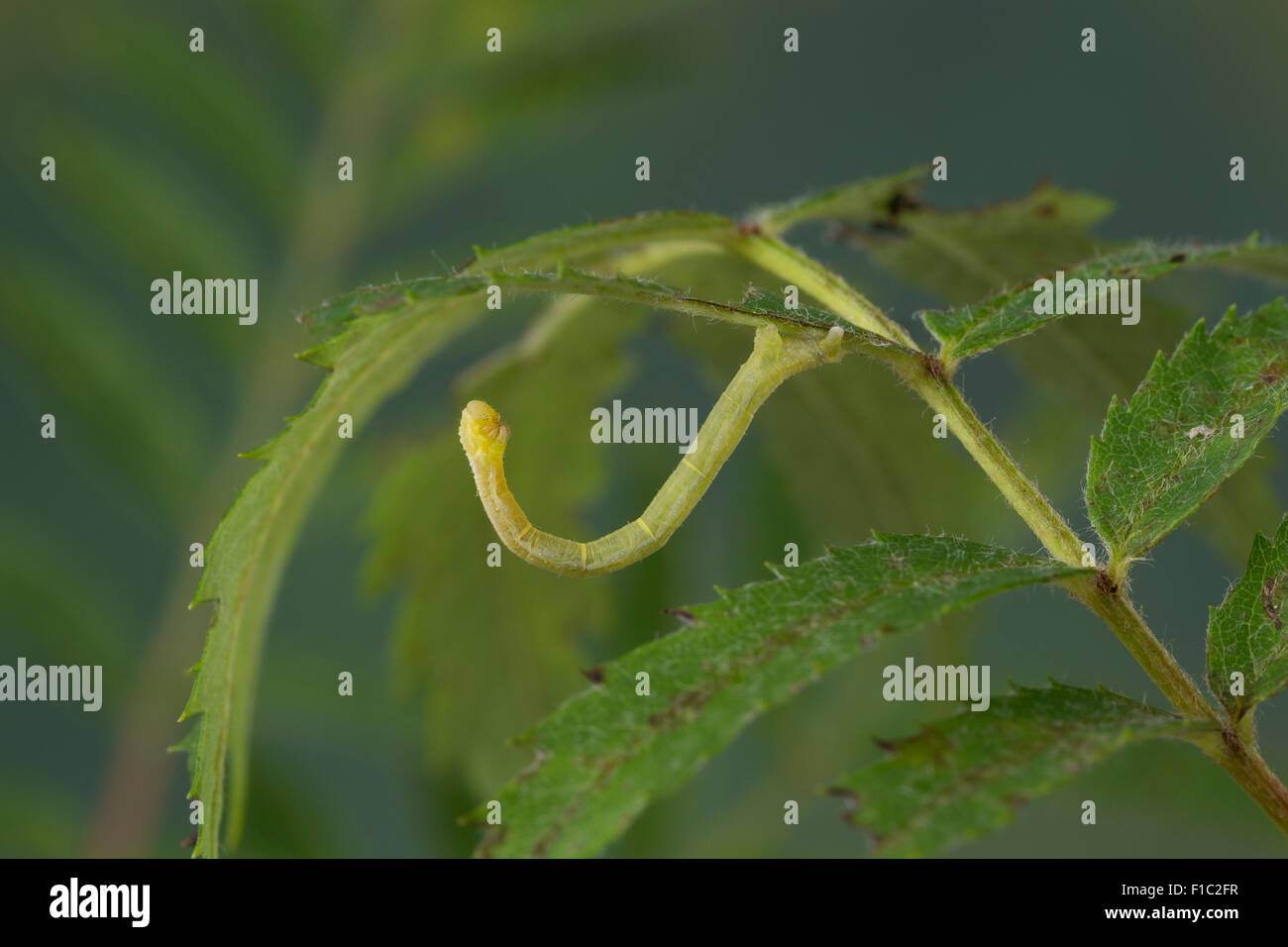 Marmoriert, Teppich, Caterpillar, Mimesis, Möndchenflecken-Bindenspanner, Raupe, Mimese, Dysstroma Truncata, Chloroclysta Truncata Stockfoto