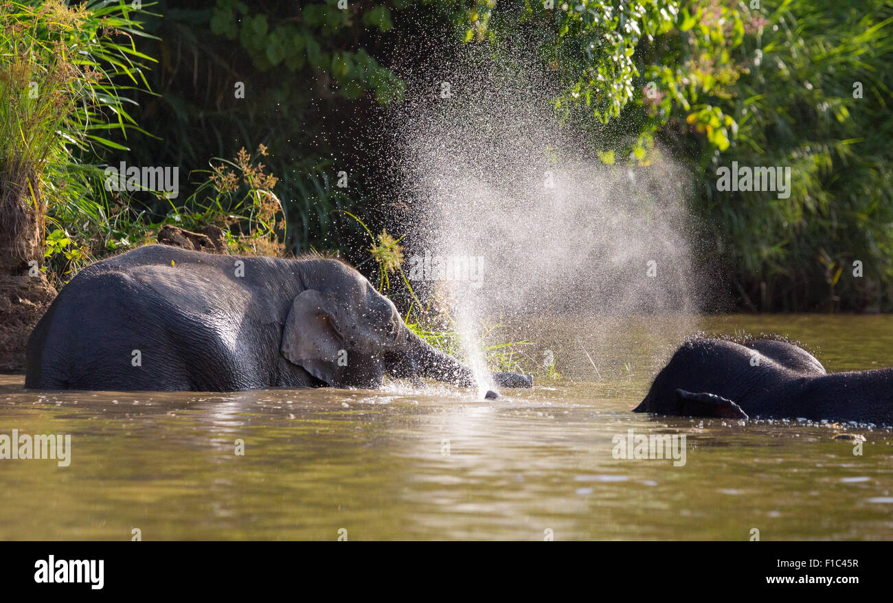 Bornean Pygmäen Elefanten (Elephas Maximus Borneensis) spielen und bläst Wasser im Fluss Kinabatangan, Sabah, Malaysia Stockfoto