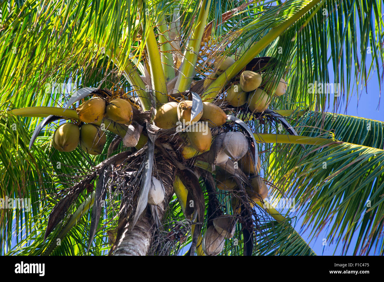 Kokosnüsse auf eine Kokospalme, Queensland, Australien Stockfoto