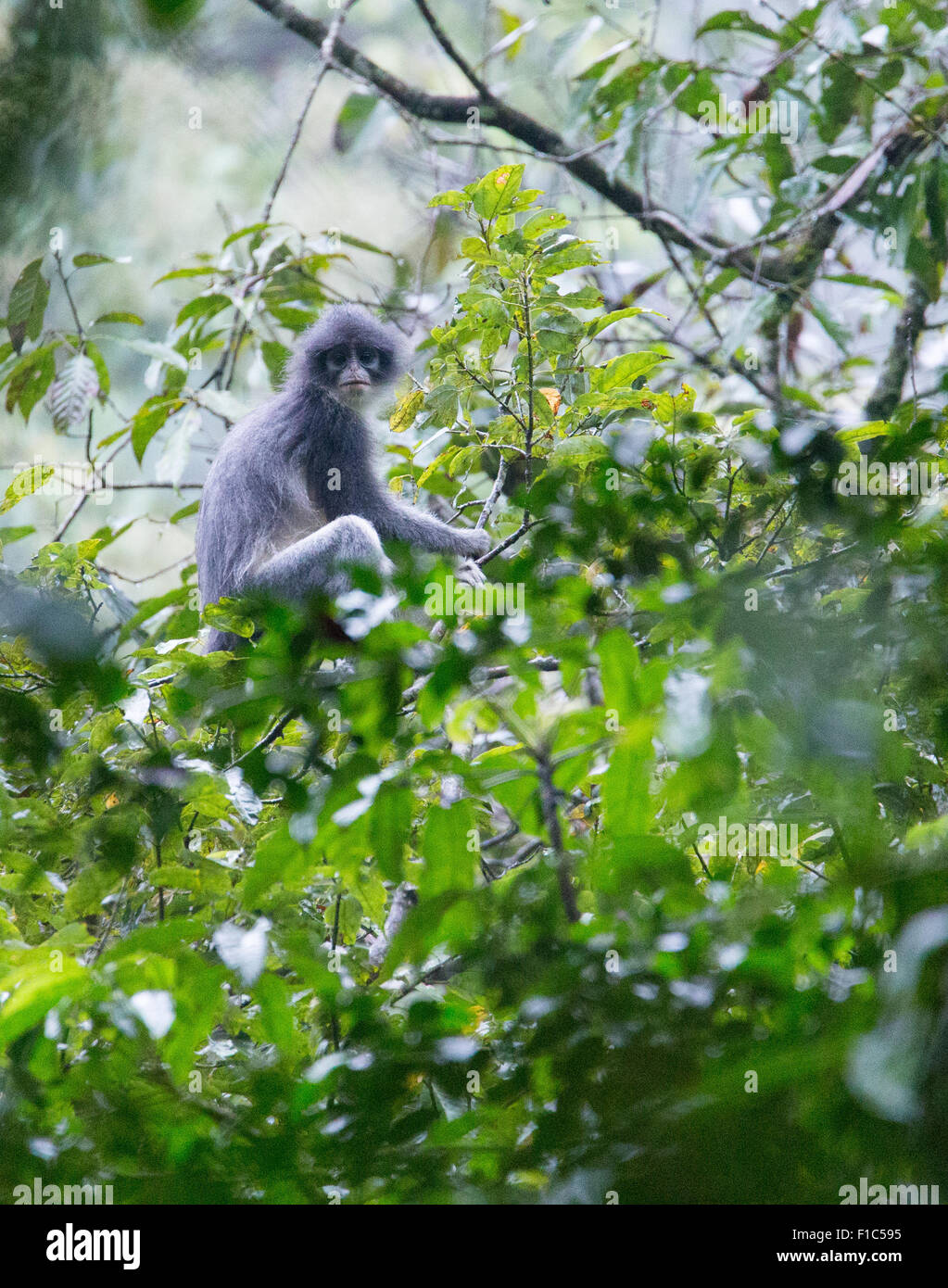 Java Surili Gunung halimun salak nationalpark -Fotos und -Bildmaterial in hoher ...