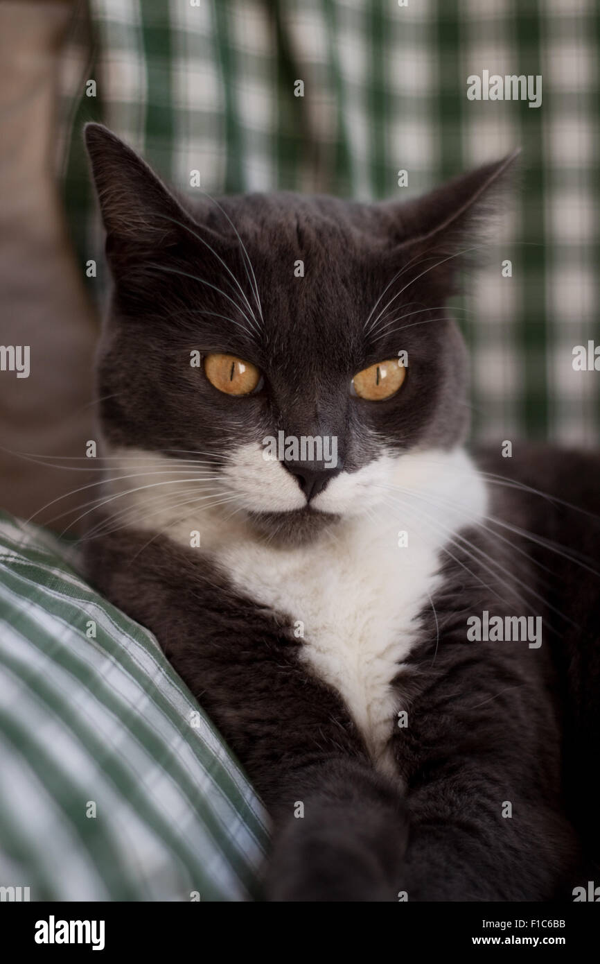 Katze mit geöffneten Augen Stockfoto