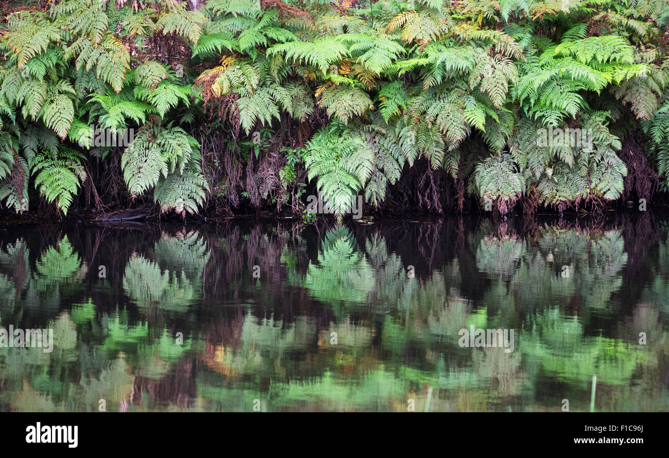 Adlerfarn Farn (Pteridium Esculentum) entlang eines Flusses in der Royal National Park, NSW, Australien Stockfoto