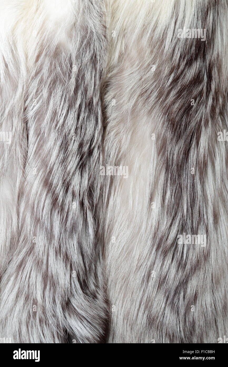 White Fox Mantel als Fell Textur oder natürlichen Hintergrund verwendet Stockfoto