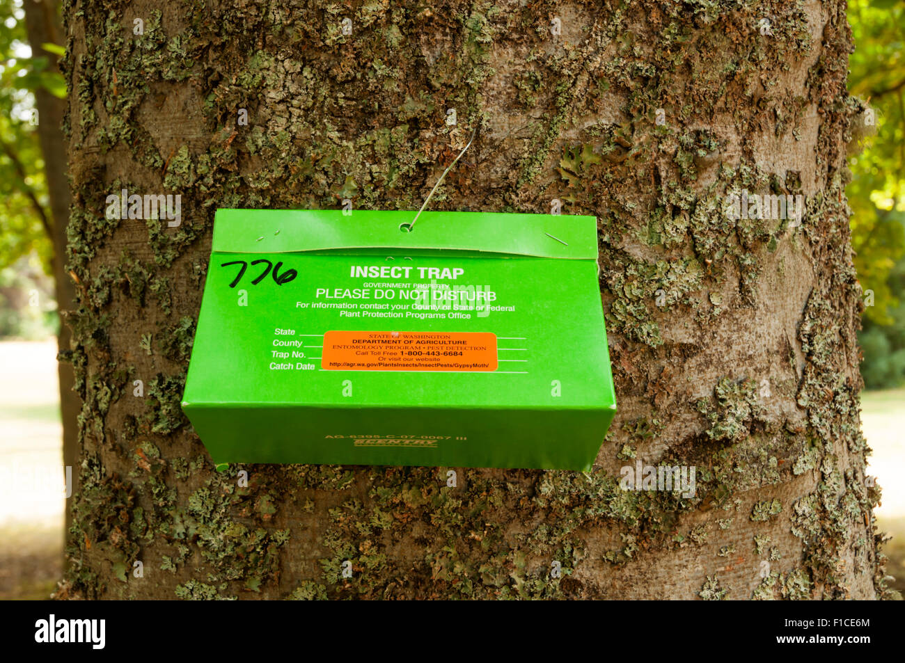 Ein Schwammspinner Insektenfalle angeschlossen an einen Baum im Lincoln Park, West Seattle. Stockfoto