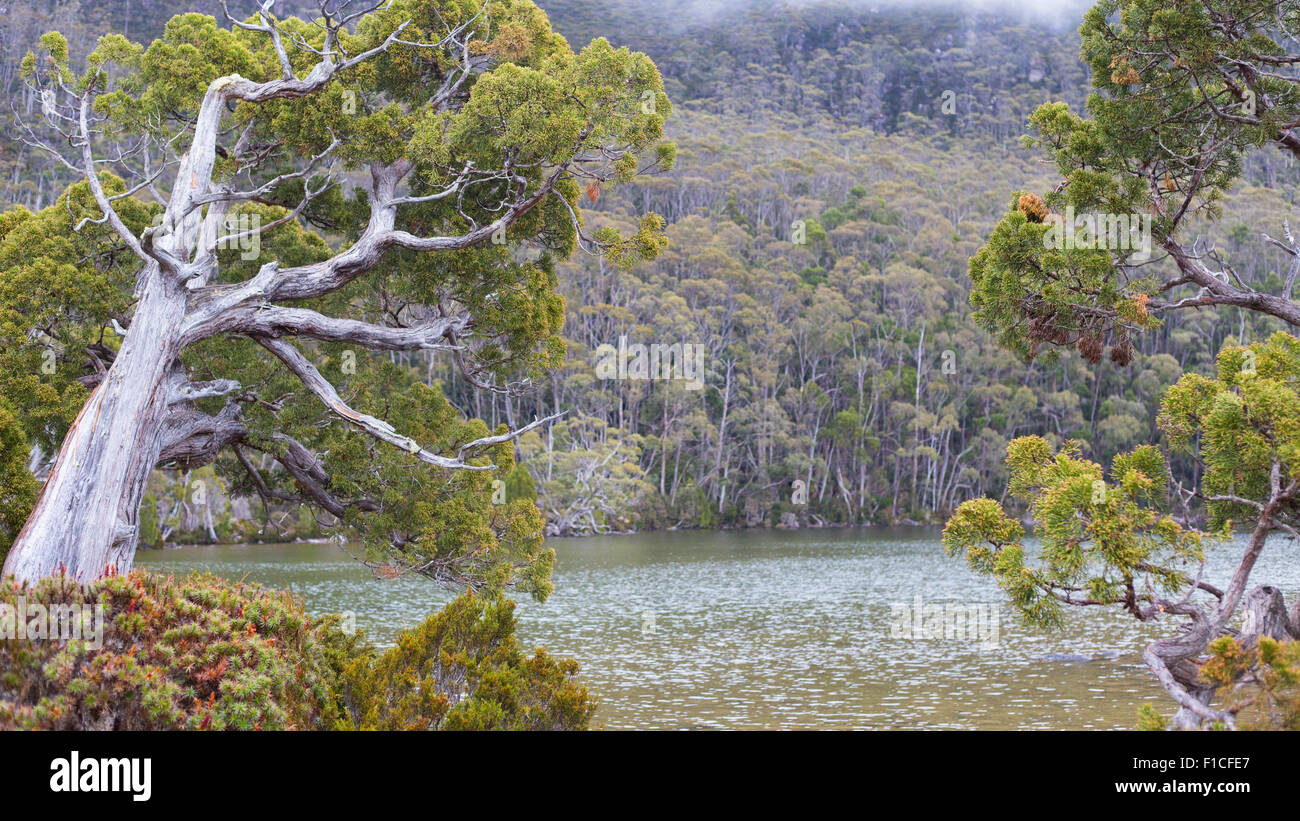 Bleistift, Kiefer (Athrotaxis Cupressoides) und alpine Vegetation entlang der Ufer des Lake Dobson, Mount Field National Park, Tasmanien, Stockfoto