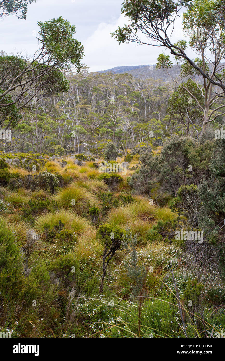 Sumpfigen alpine Heath nad Wald im Mount Field National Park, Tasmanien, Australien Stockfoto