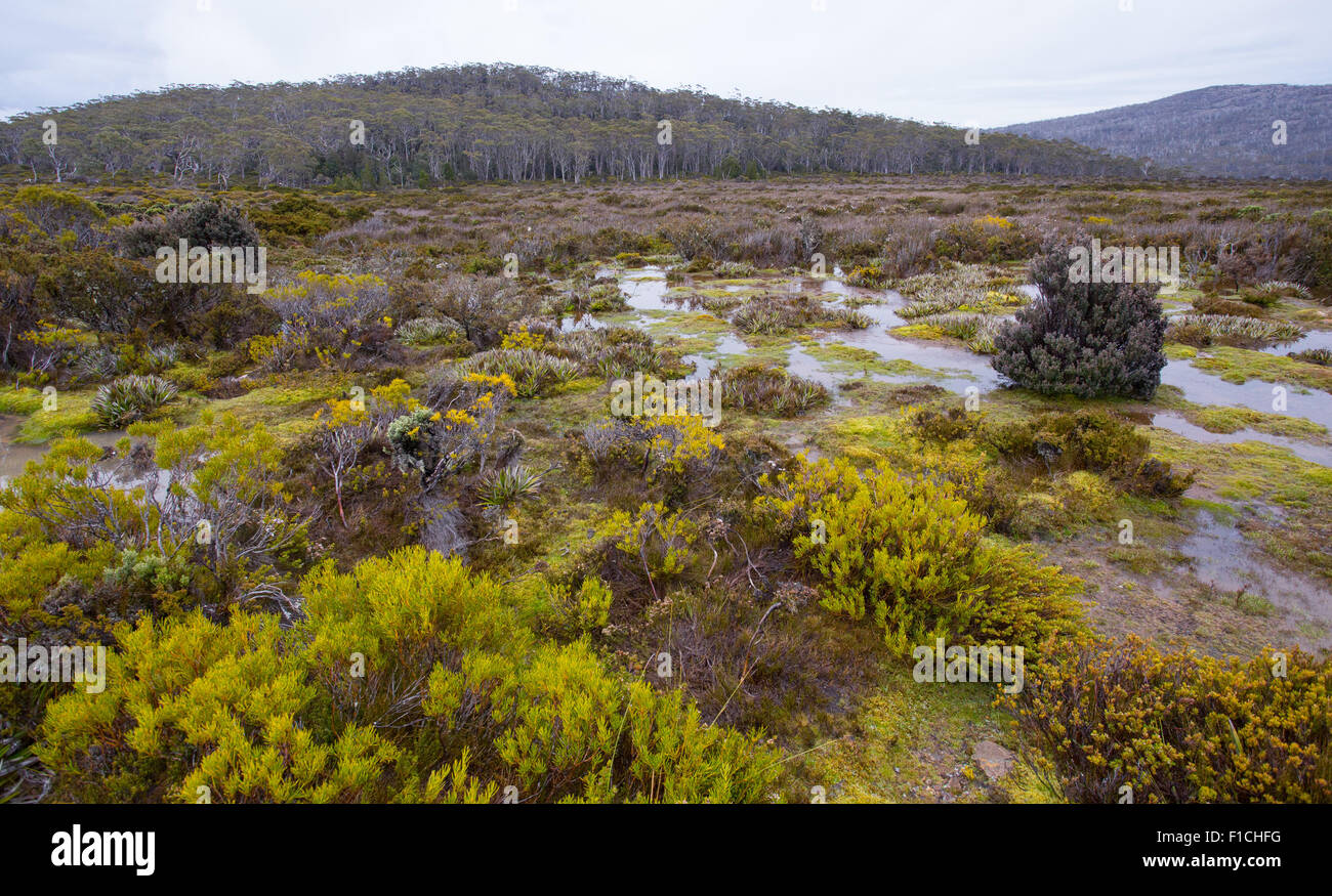 Sumpfigen alpine Heide im Mount Field National Park, Tasmanien, Australien Stockfoto