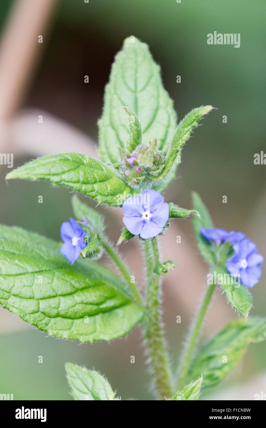 Pentaglottis Sempervirens, grün Alkanet, mehrjährige wilde Blume. Stockfoto