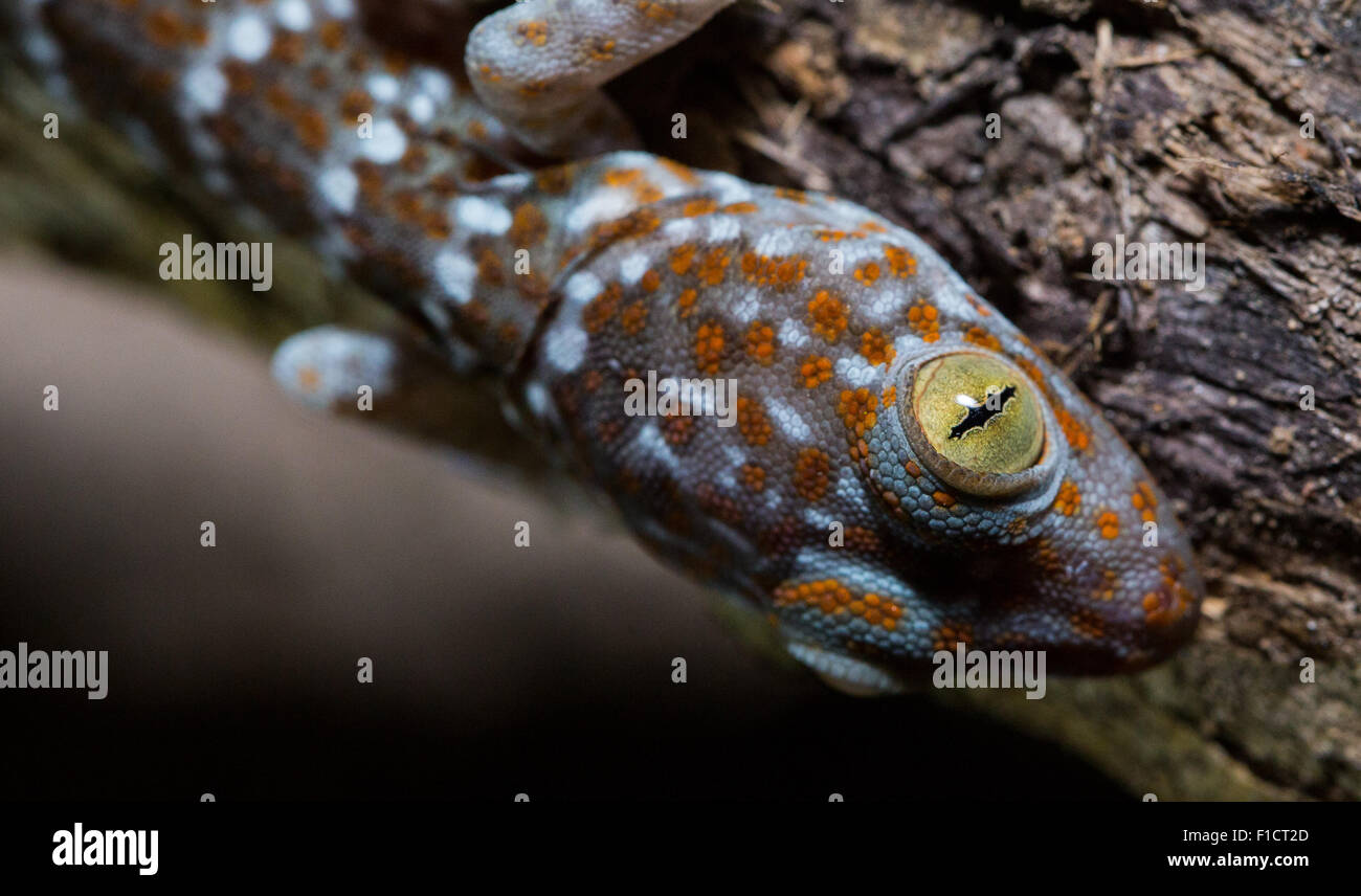 Juvenile Tokay Gecko (Gekko Gecko), Thailand Stockfoto