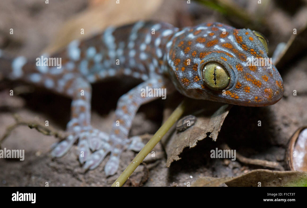 Juvenile Tokay Gecko (Gekko Gecko), Thailand Stockfoto