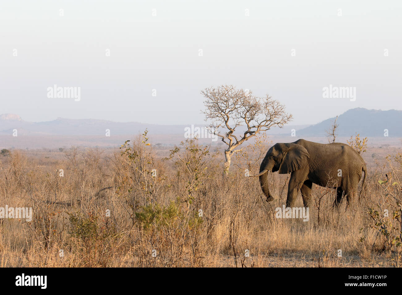 Afrikanischer Elefant, Loxodonta Africana, einziges Säugetier im Busch, Südafrika, August 2015 Stockfoto