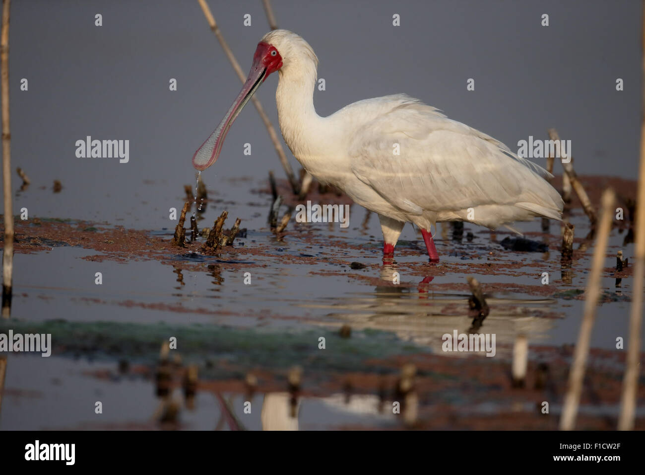 Afrikanischer Löffler, Platalea Alba, einzelne Vogel im Wasser, Südafrika, August 2015 Stockfoto