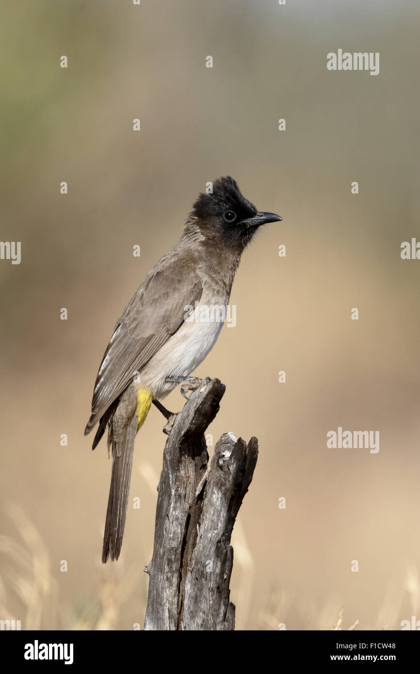 Gemeinsame oder Black-Eyed Bulbul Pycnonotus Barbatus, einziger Vogel auf Zweig, Südafrika, August 2015 Stockfoto