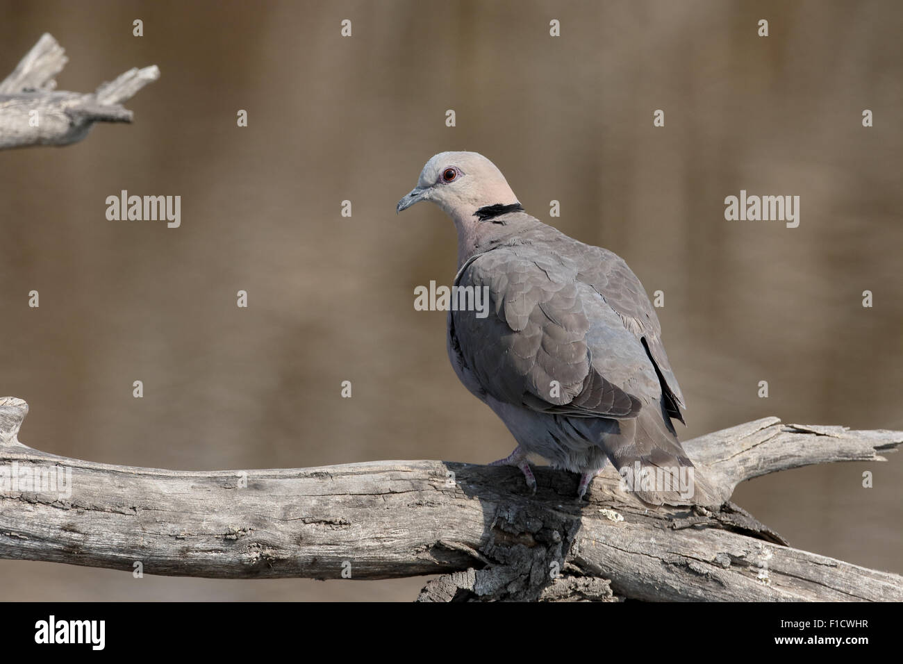 Kap-Turteltaube oder Ring-necked Taube Streptopelia Capicola, einzelne Vogel auf Zweig, Süd Afrika, August 2015 Stockfoto