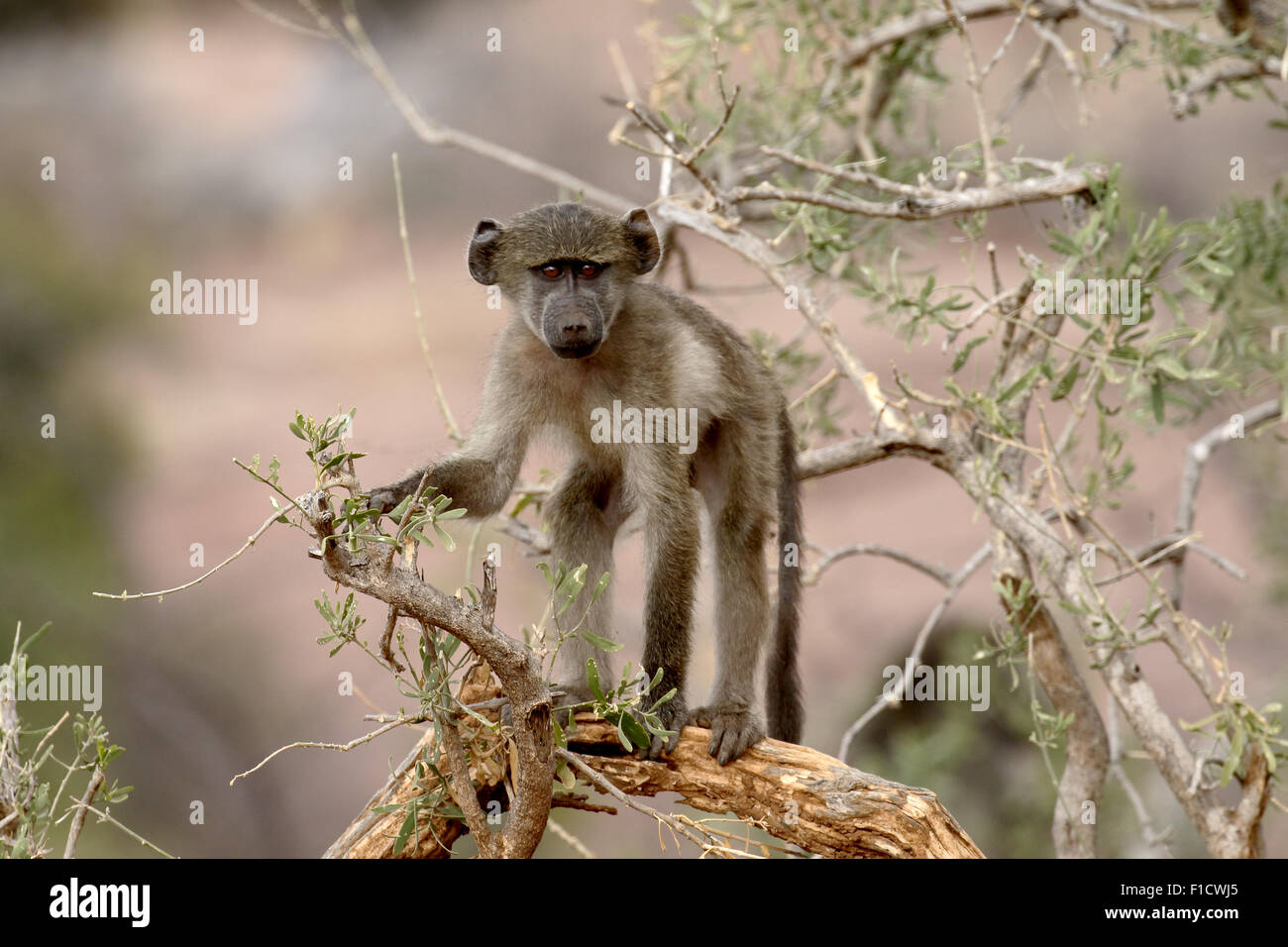 Chacma Pavian, Papio Ursinus, einziges Säugetier auf Ast, Südafrika, August 2015 Stockfoto