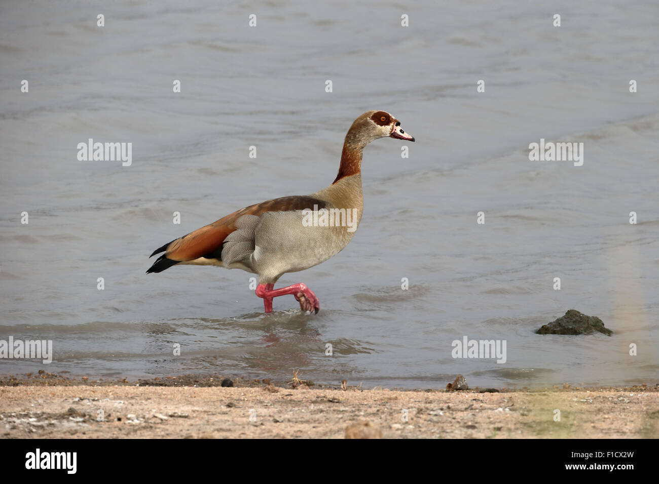 Ägyptische Gans, Alopochen Aegyptiacus, einziger Vogel im Wasser, Südafrika, August 2015 Stockfoto