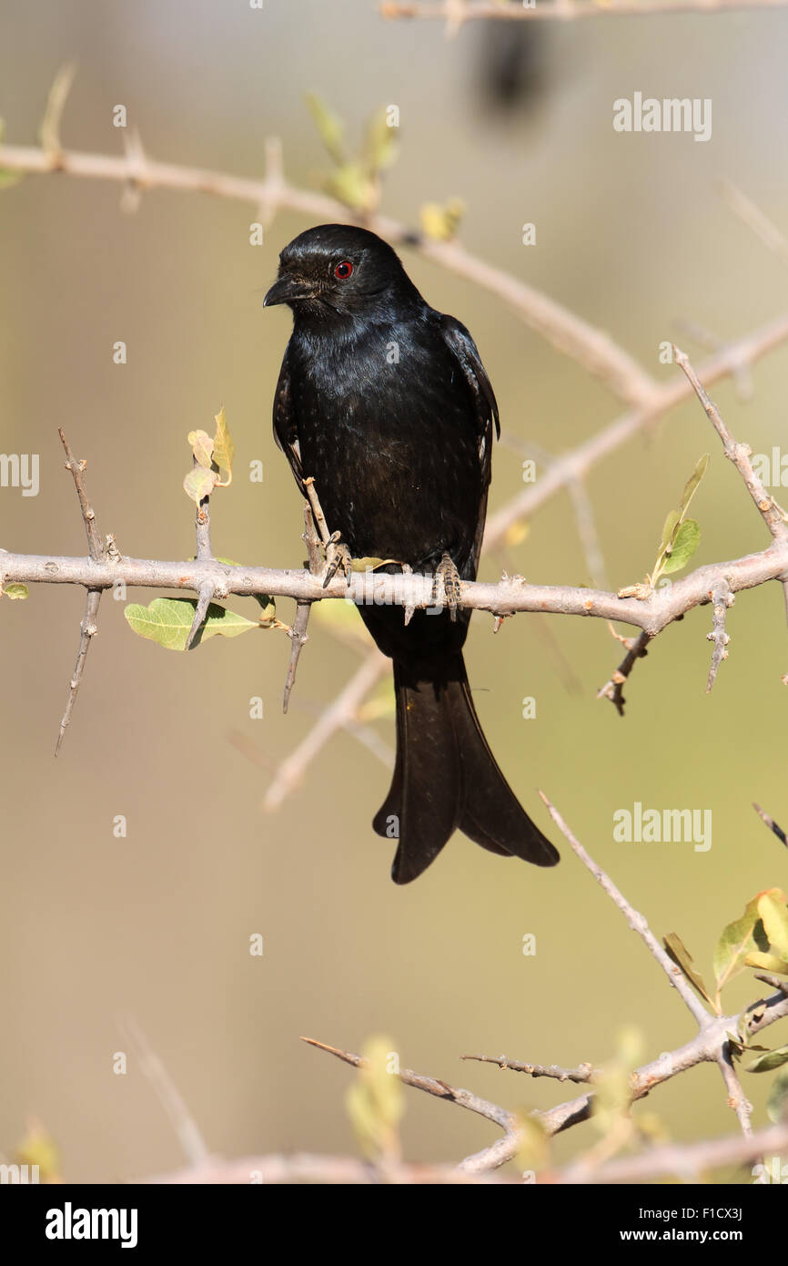 Gabel-tailed Drongo Dicrurus Adsimilis, einziger Vogel auf Zweig, Südafrika, August 2015 Stockfoto