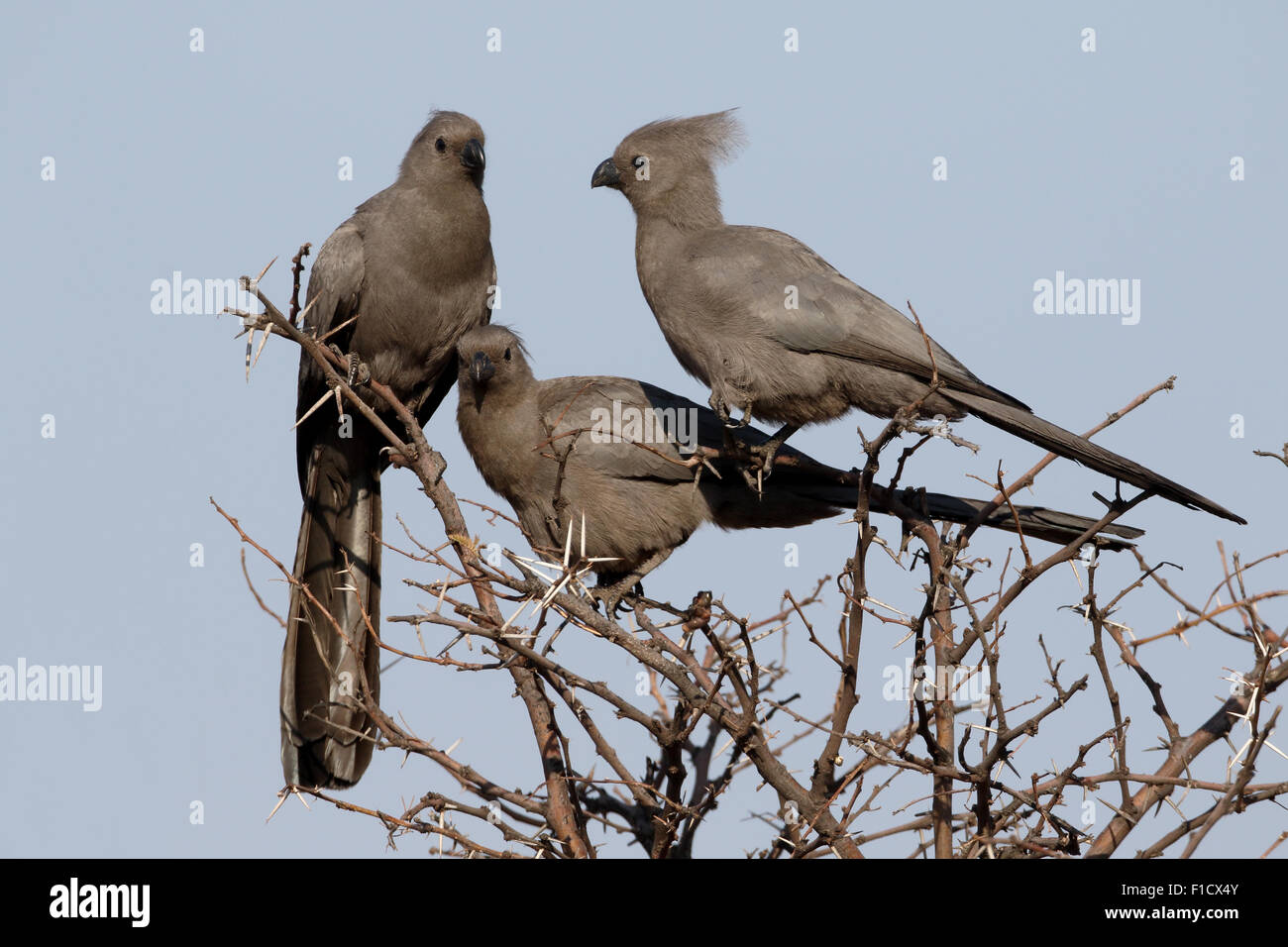 Graue Lourie, Corythaixoides Concolor, drei Vögel auf Ast, Südafrika, August 2015 Stockfoto
