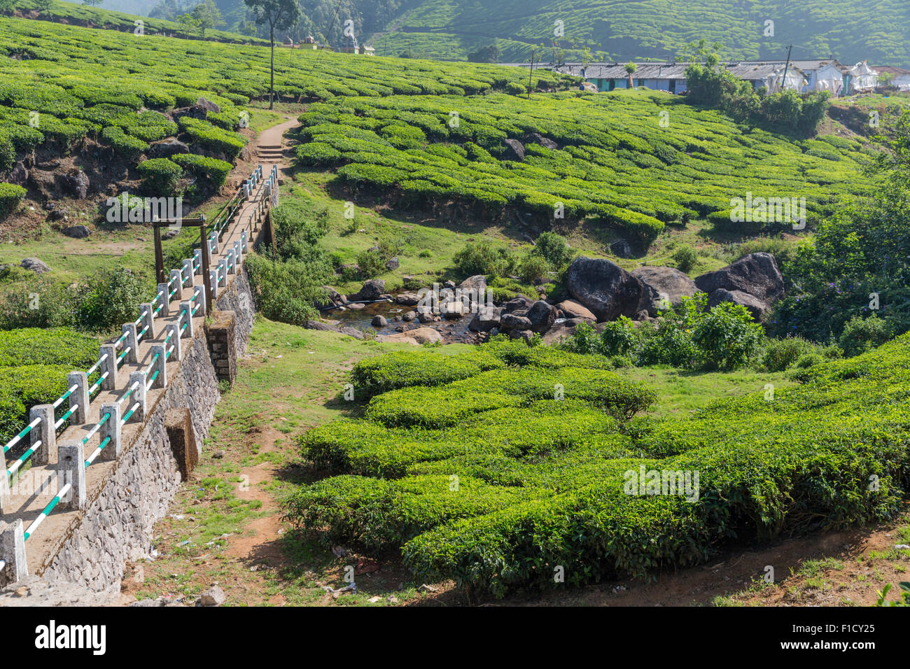 Stein-Damm führt vorbei an Teesträucher in Richtung Arbeiter wohnen auf einer Teeplantage in der Nähe von Munnar, Kerala, Indien Stockfoto