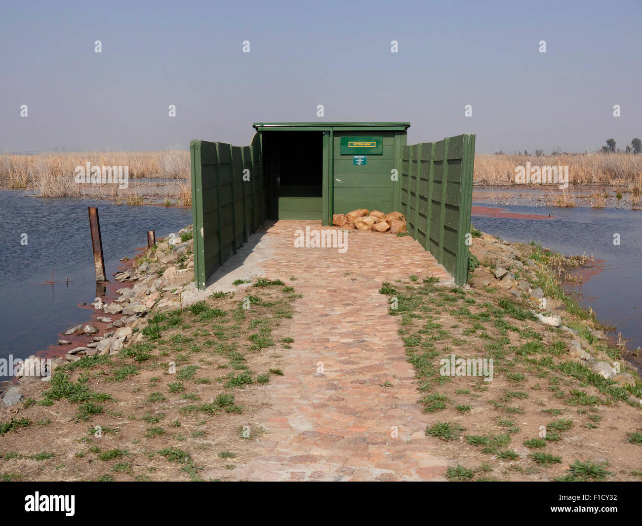 Marievale Nature Reserve, Otter zu verbergen, Südafrika, August 2015 Stockfoto