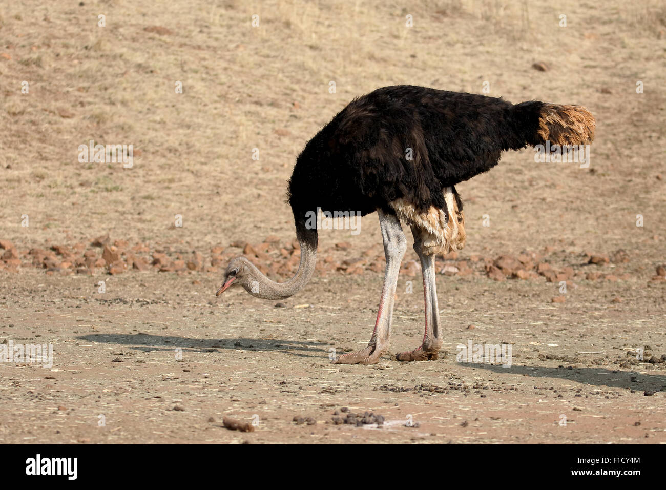 Strauß, Struthio Camelus, Einzel männlich, Süd Afrika, August 2015 Stockfoto