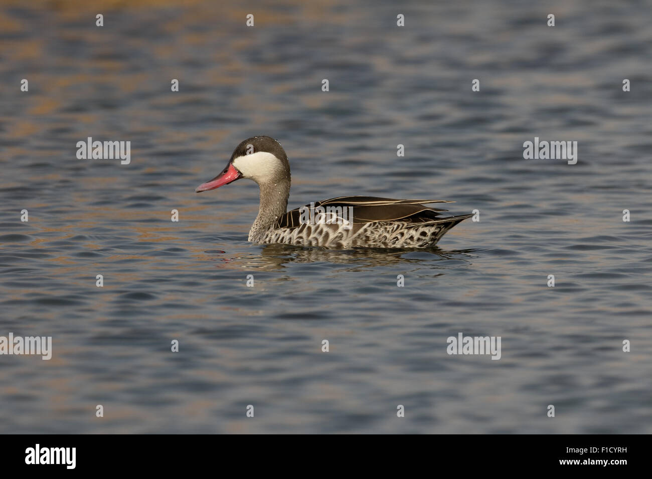 Rot-billed Teal, Anas Erythrorhyncha einzelne Vogel auf dem Wasser, Südafrika, August 2015 Stockfoto