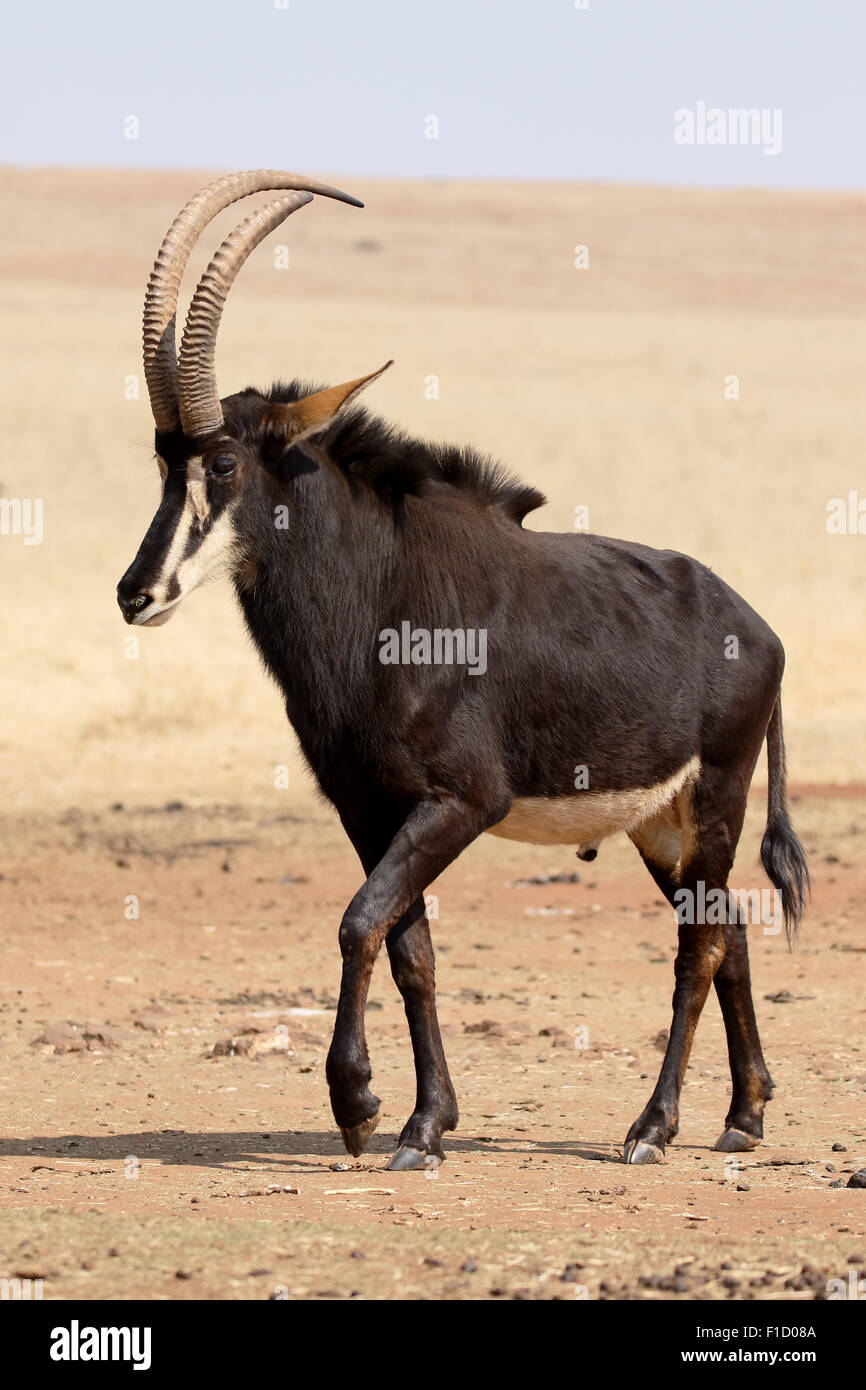 Zobel, Hippotragus Niger, einziges Säugetier, Südafrika, August 2015 Stockfoto