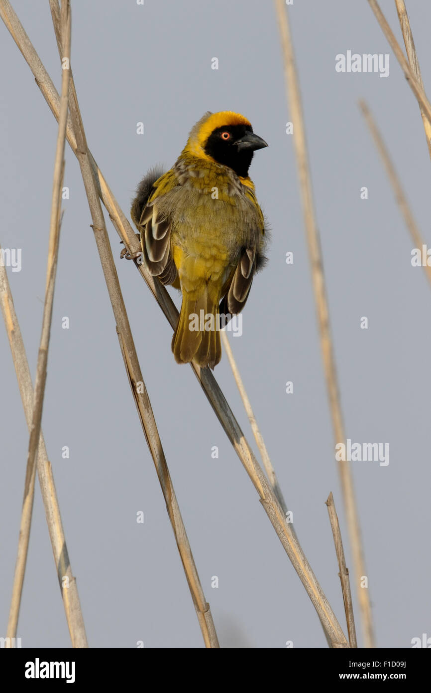 Südlichen maskiert Weaver, Ploceus Velatus, einzelnes Männchen auf Ast, Südafrika, August 2015 Stockfoto