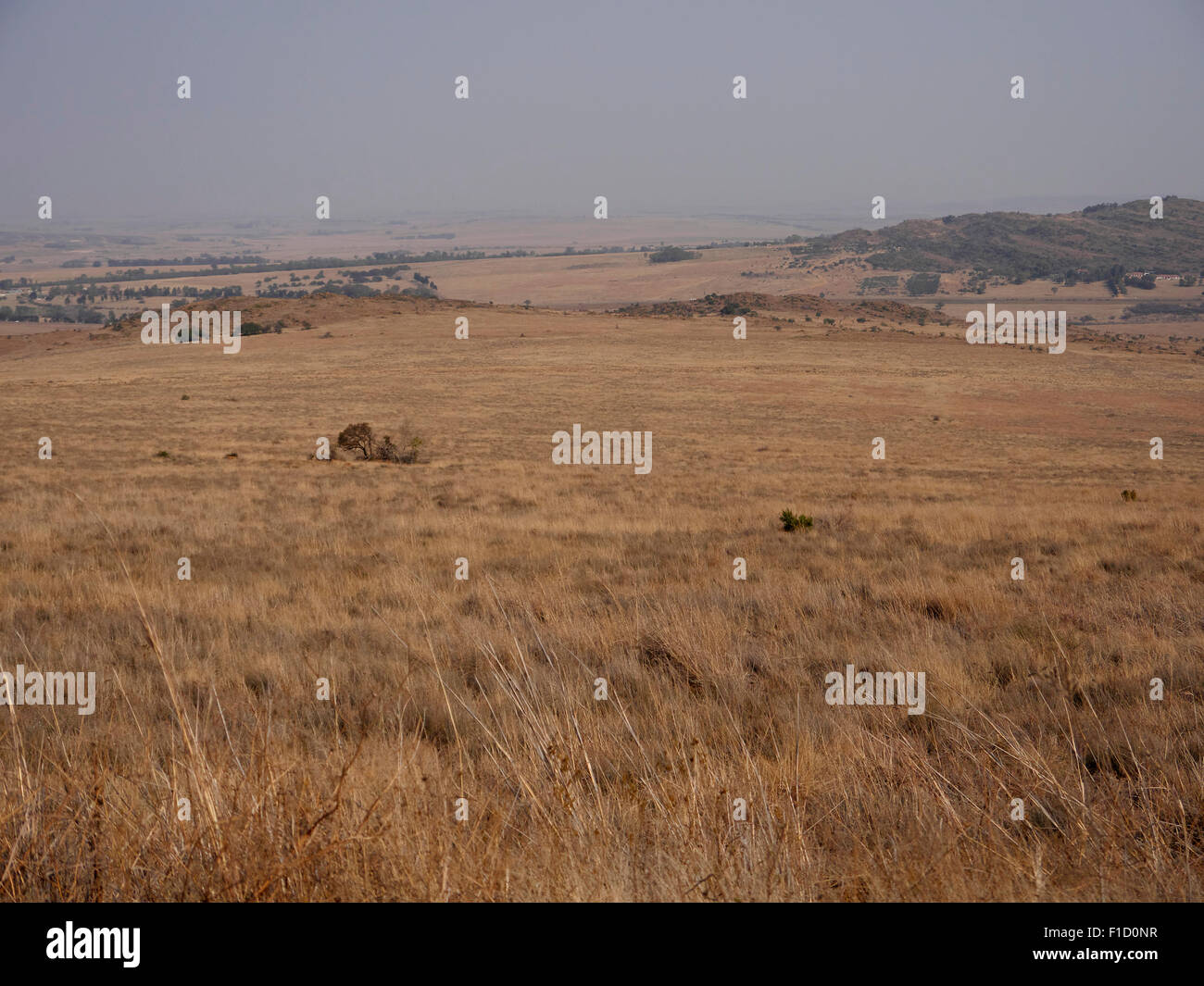 Suikerbosrand Nature reserve, Südafrika, August 2015 Stockfoto