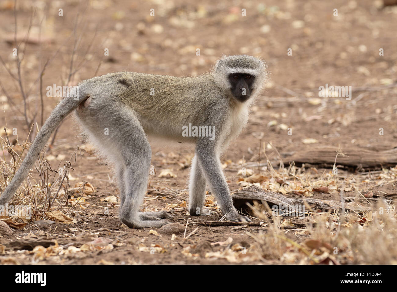 Vervet Affen, Chlorocebus Pygerythrus, einziges Säugetier, Südafrika, August 2015 Stockfoto