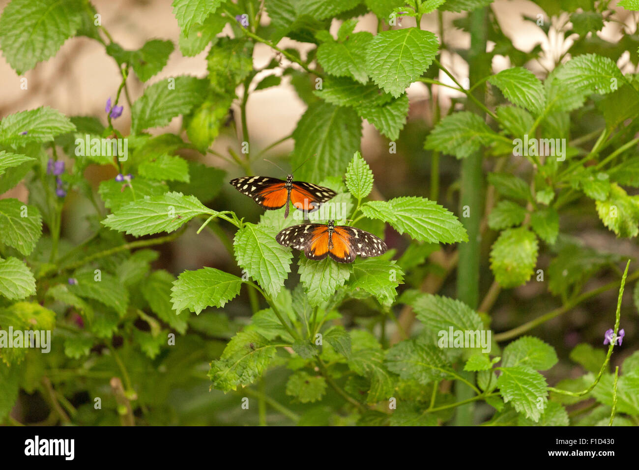 tropische Schmetterlinge, Tiger Longwing (Heliconius Aigeus) Stockfoto