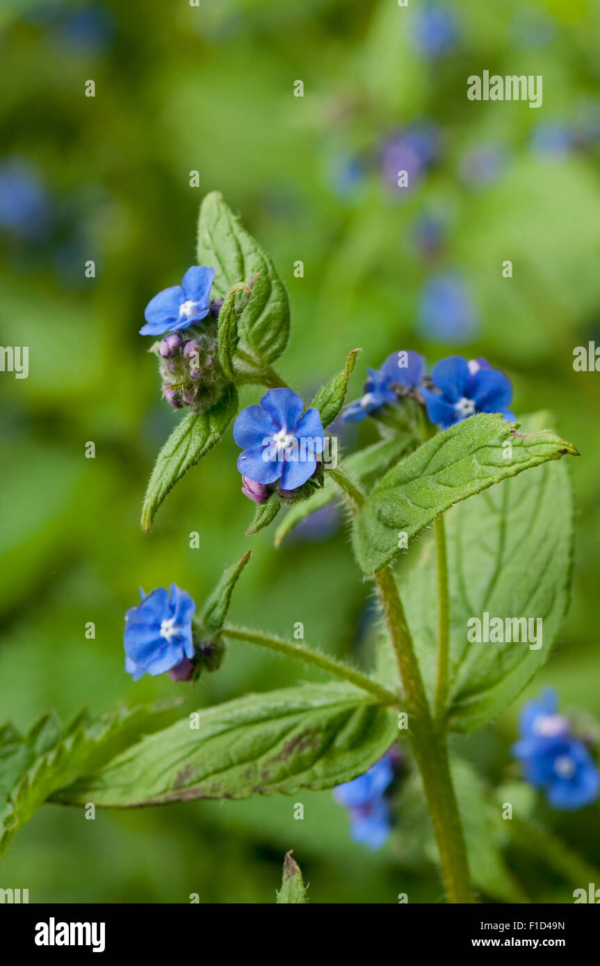 Grün Alkanet in Blüte Stockfoto