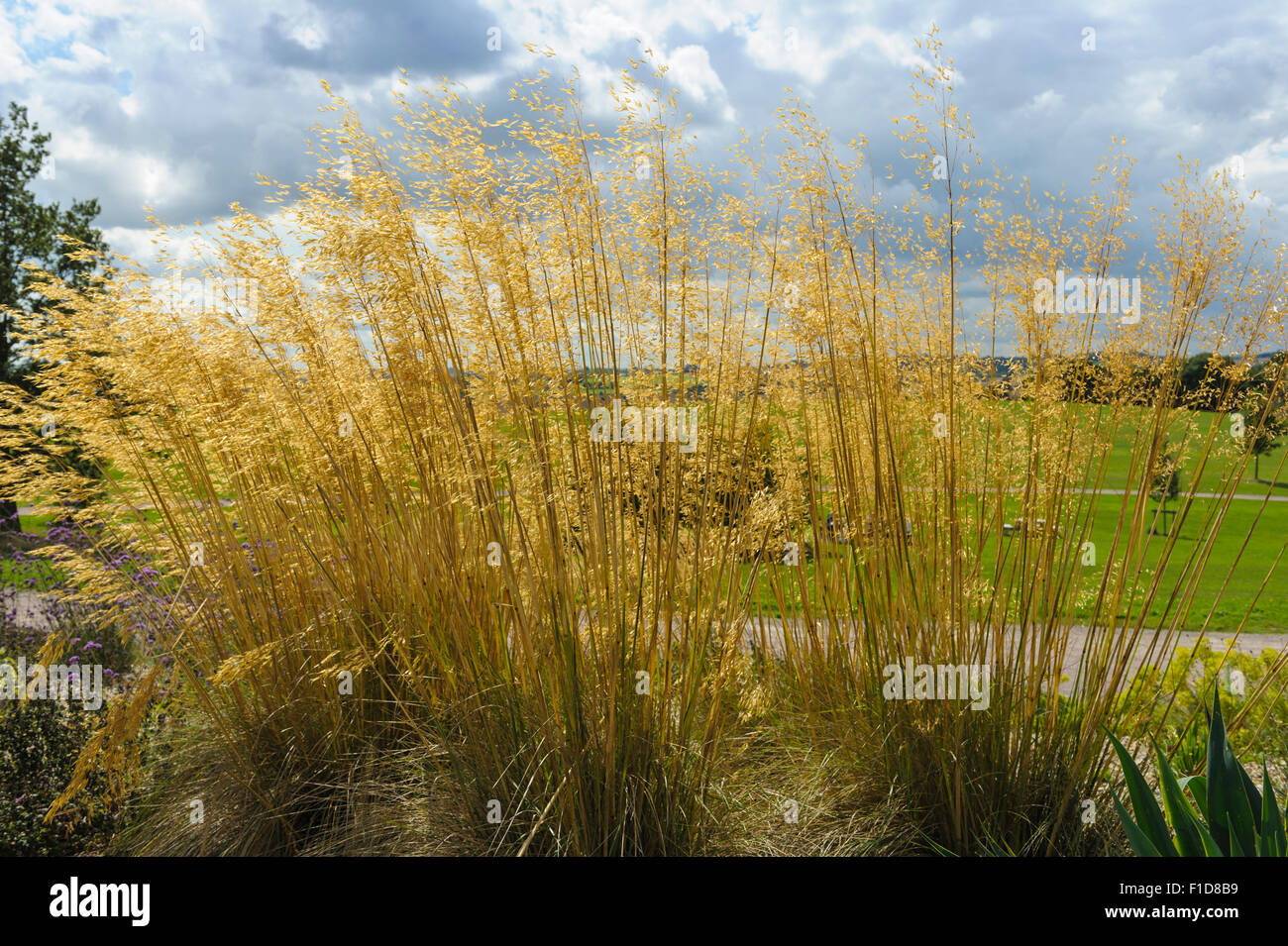 Stipa Gigantea, Riesen Federgras, goldene Hafer Stockfotografie Alamy