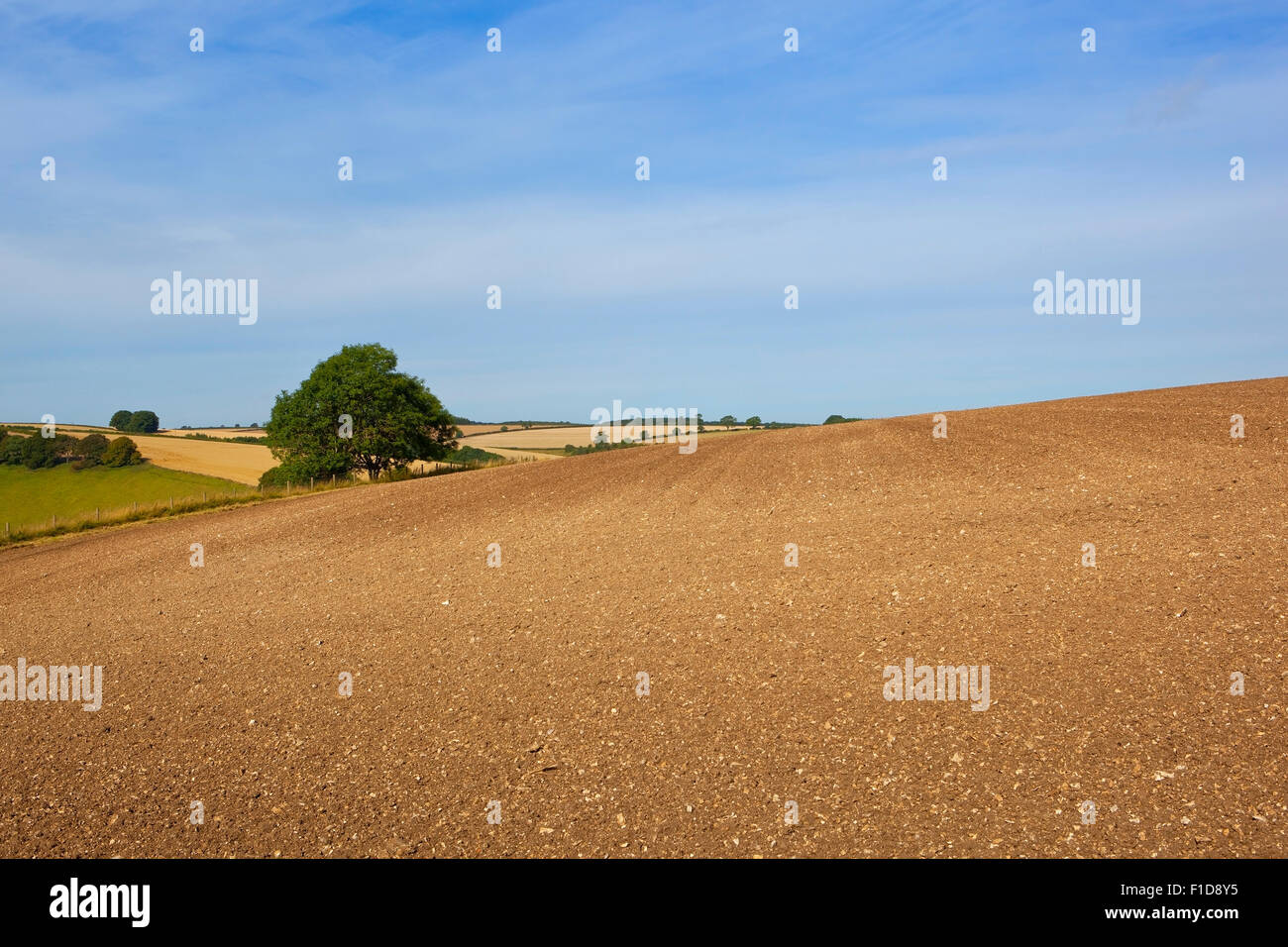 Neu angebaut und gesäten Ackerfläche in der Agrarlandschaft die Yorkshire Wolds im August. Stockfoto