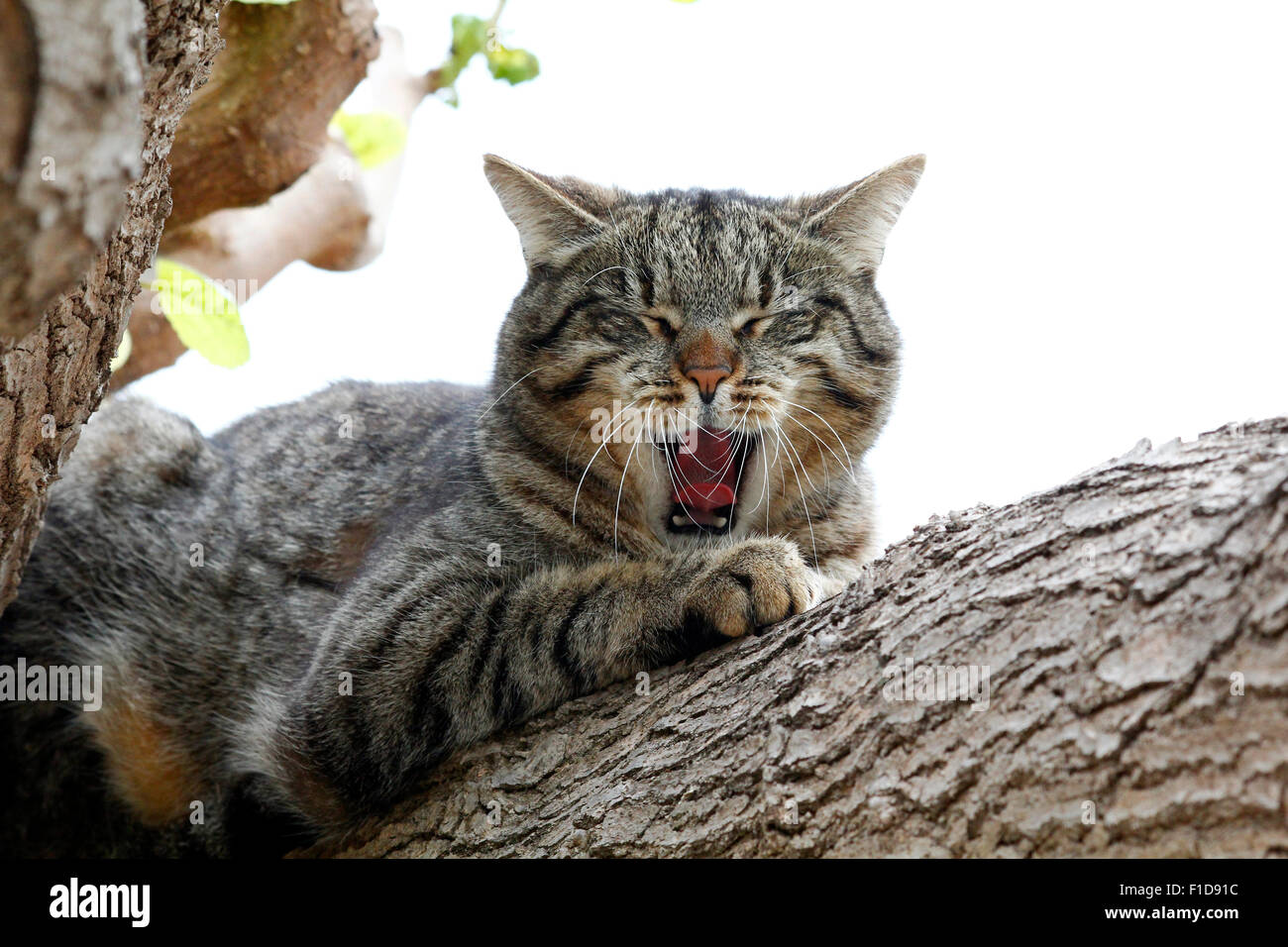 Faule Katze in einem Baum, mit offenem Mund Stockfoto