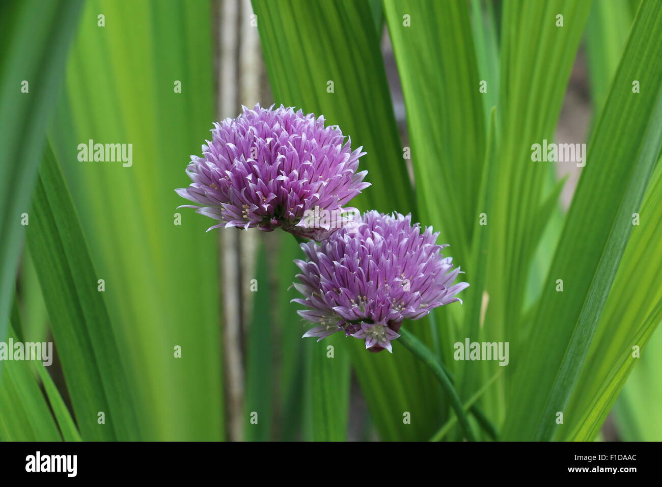 Lila Blüten Schnittlauch, Allium Schoenoprasum, gegen grüne Blätter Stockfoto