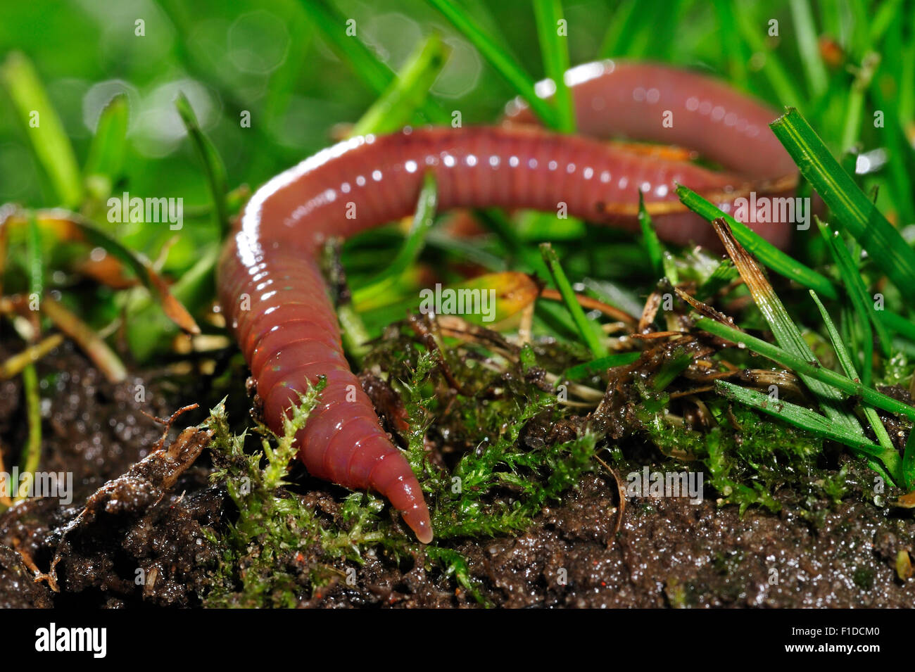 Gemeinsamen Regenwurm / BVG Wurm (Lumbricus Terrestris) Graben in den Boden im Garten Rasen Stockfoto
