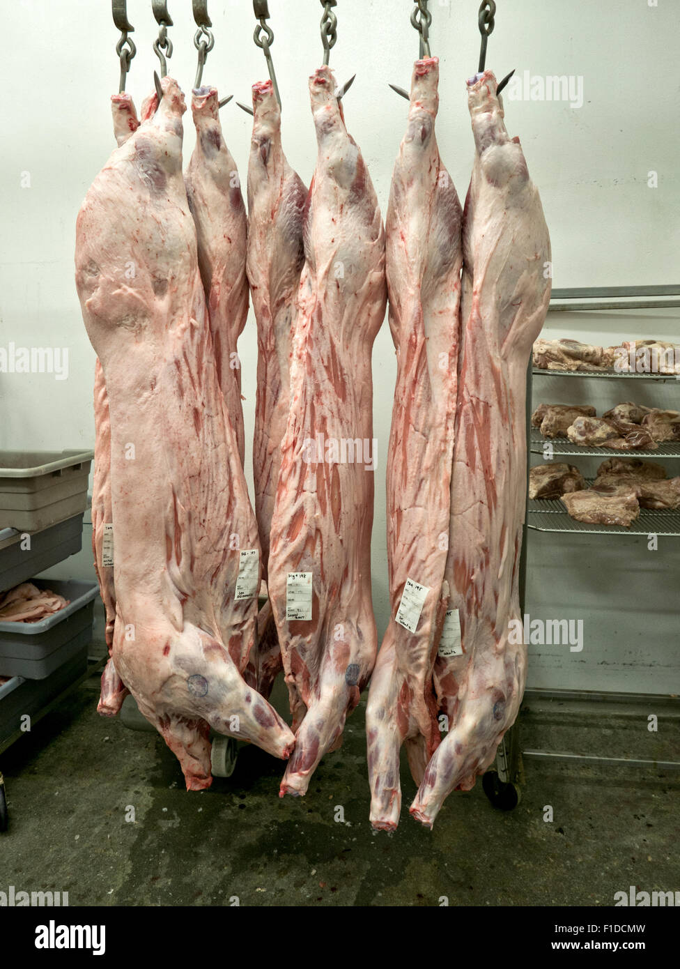 Die Reifung Schweinefleisch Schlachtkörper in Kühler hängen. Stockfoto