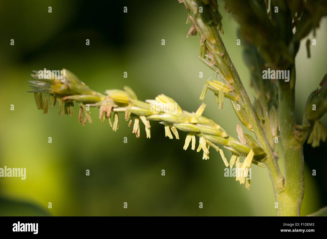Mais-Blume wächst auf dem Mais-Grundstück an einem der Londoner Kleingärten, England Stockfoto