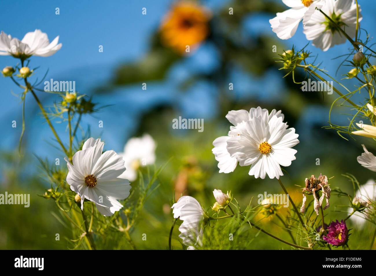 Mexikanische Aster (Cosmos Bipinnatus) weiße Blumen an die London Zuteilung mit Sonnenblumen im Hintergrund, England Stockfoto