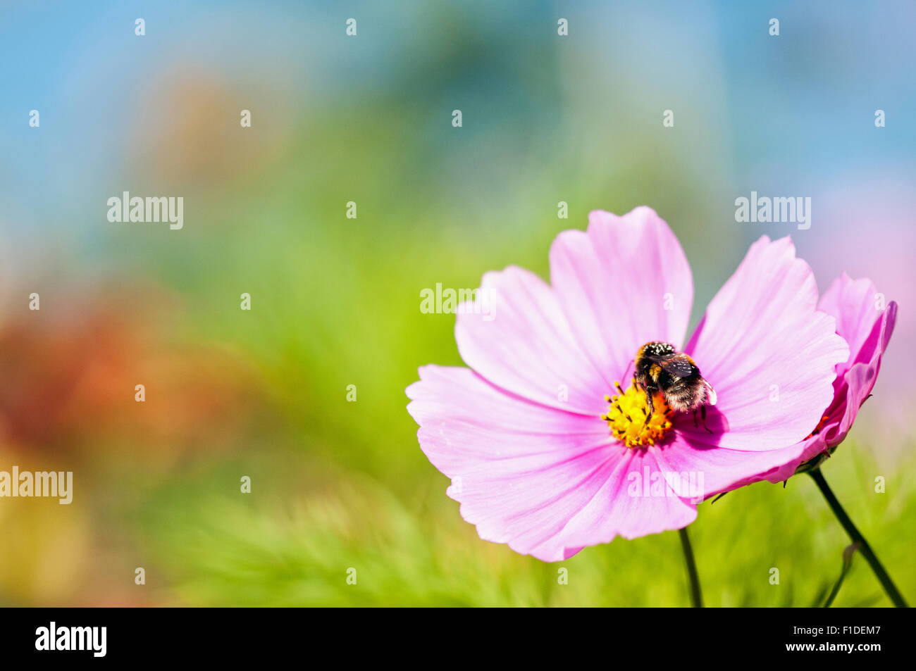 Gemeinsamen Bumblebee sammeln Pollen von rosa Cosmos Blume bei Zuteilung von London, England Stockfoto