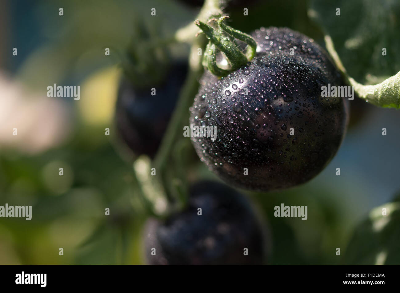 Schwarze Tomaten reifen im Gewächshaus bei der Zuteilung von London,  England Stockfotografie - Alamy