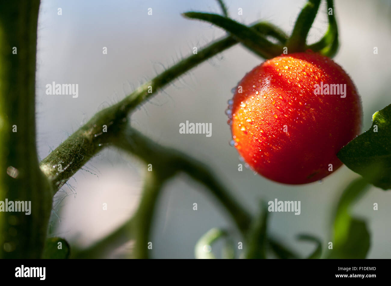 Süße Aperitif rote Tomate Solanum Lycopersicum L.ripening im Gewächshaus bei der Zuteilung von London, England. Stockfoto