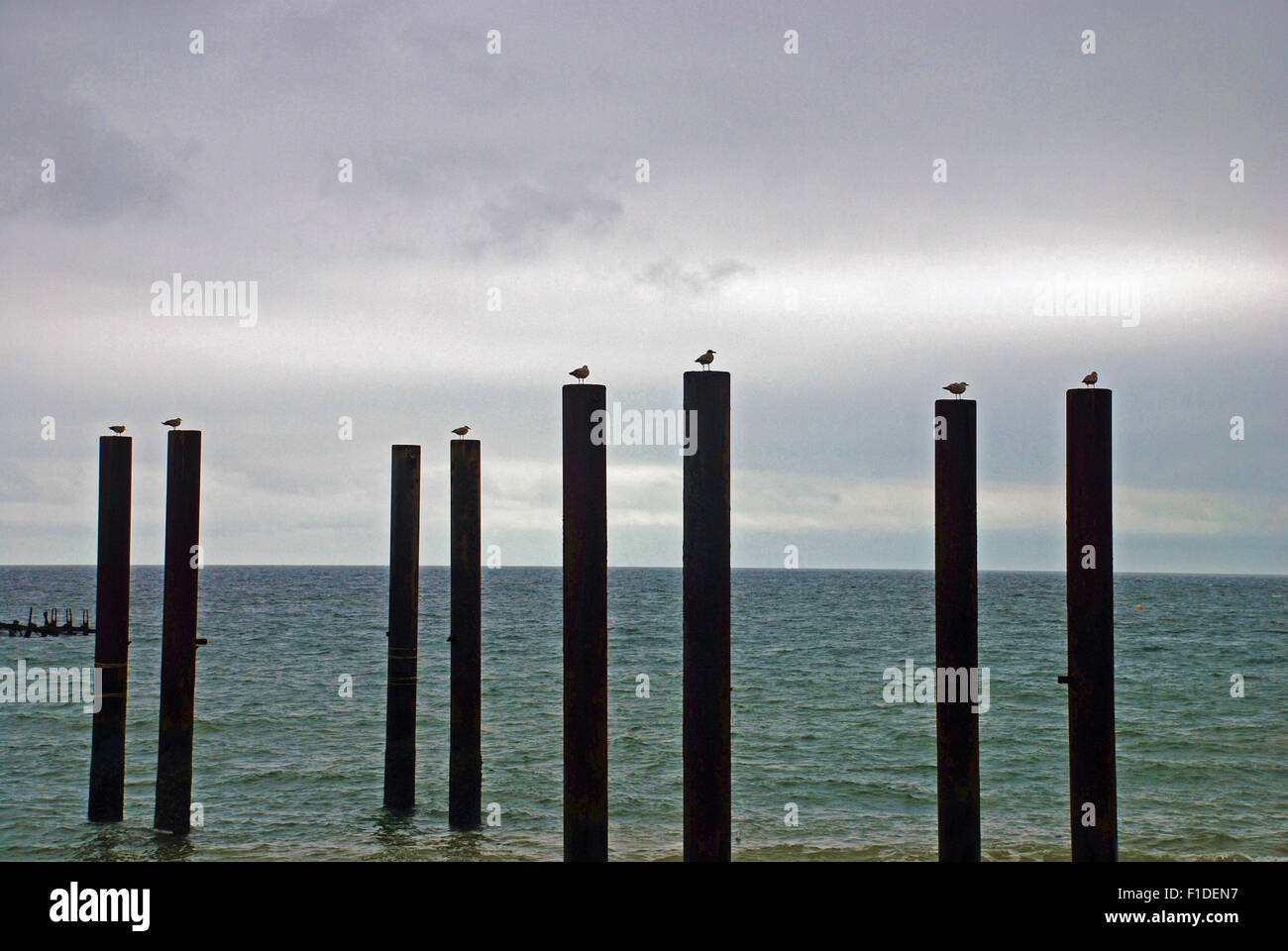 Möwen saßen auf hohen Masten Reste der West Pier in Brighton, England Stockfoto