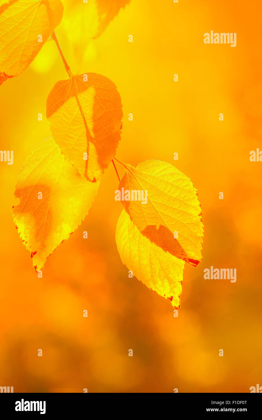 Weiße Birke Blätter Leuchten im Indian Summer Sonnenlicht, warmen Herbst Hintergrund, selektiven Fokus mit geringen Schärfentiefe Stockfoto