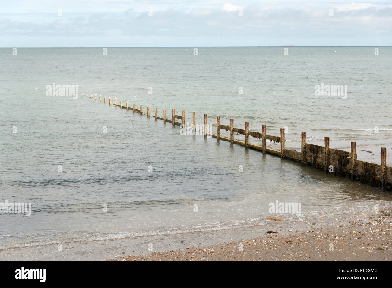Ein Wellenbrecher oder Buhne auf den Strand und die Küste auf der Isle Of Wight-UK Stockfoto